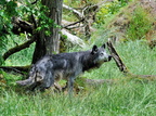 Les Loups