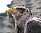 Chateau Vianden - fête médiévale 2015