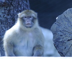 singe