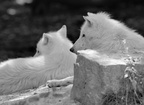 NOIR ET BLANC