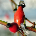 hiver-JVA 5426