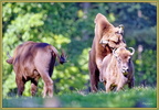 bison d'europe