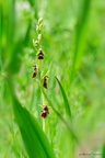 Chemin des orchidées Montenach 20210509