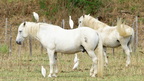 Z07 5256 DxO