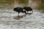 20220502 Saintes Maries de la Mer - Parc ornitologique - Ibis Falcinelle