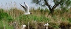 20220502 Saintes Maries de la Mer - Parc ornitologique - Mouette Rieuse