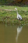 20230321 Héron cendré à la pêche à Briey