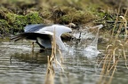 20240130 Heron cendré à la pêche à l'étang de Briey(F)