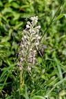 Z07 6185 DxO