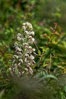 Z07 6187 DxO