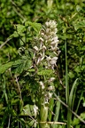 Z07 6196 DxO
