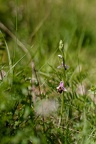 Z07 6206 DxO