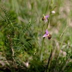 Z07 6215 DxO