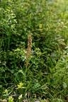 Z07 6221 DxO