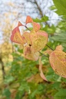 20241023 feuilles automnales 