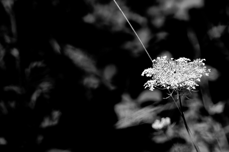 DSC_2295_DxO.jpg