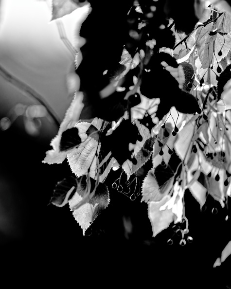 DSC_2305_DxO.jpg