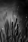 20250801 - Nature  - émotions en noir et blanc
