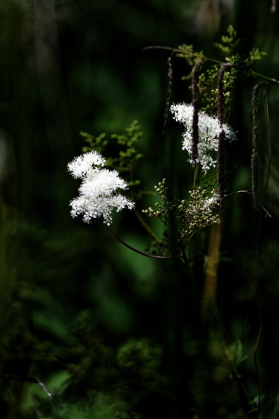 DSC_2325_DxO.jpg