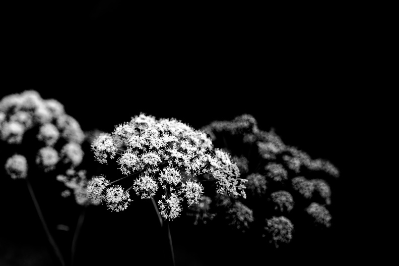 DSC_2343_DxO.jpg