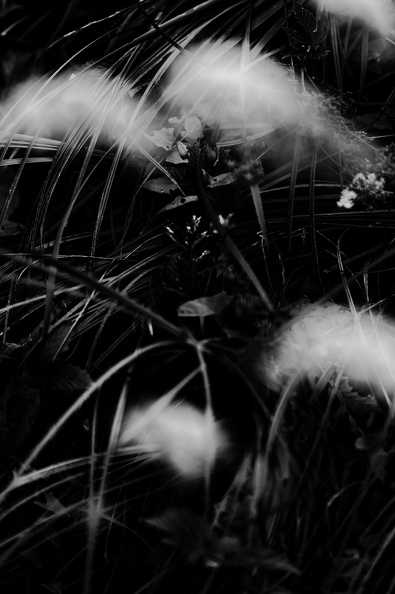 DSC_2355_DxO.jpg